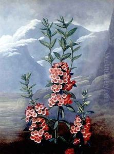 The Narrow-leaved Kalmia or Mountain Laurel, engraved by Caldwell, from The Temple of Flora, pub. 1804 by Philip Reinagle