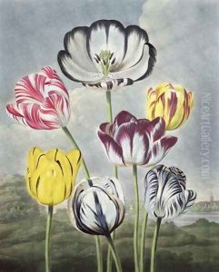 Tulips, engraved by Earlom, from The Temple of Flora by Thornton, 1807 by Philip Reinagle