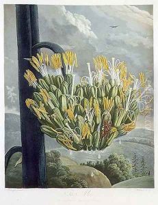 The Aloe, engraved by Medland, from The Temple of Flora by Robert Thornton, pub. 1798 by Philip Reinagle