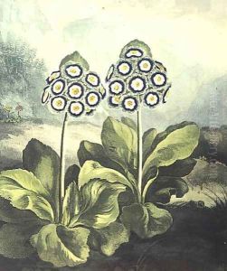 Primrosa Primula auricula, engraved by Sutherland, from Robert Thorntons Temple of Flora 1807 by Philip Reinagle