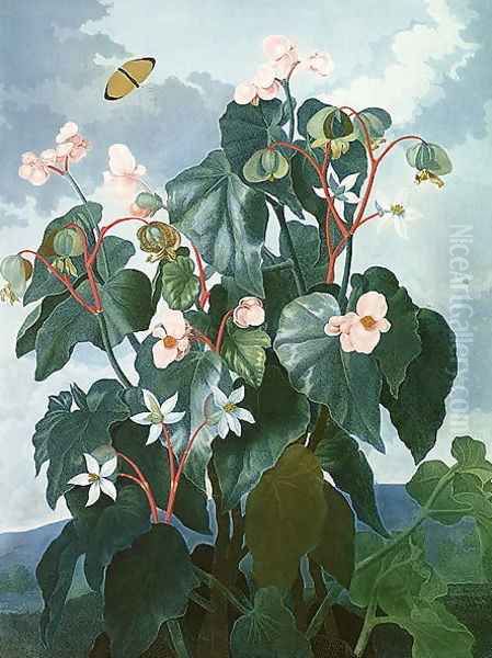 The Oblique-leaved Begonia, engraved by Caldwell, from The Temple of Flora by Robert Thornton, pub. 1800 - view 1