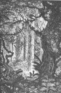 Jungle in the Esmeraldas, Equador, page 121 from To Equador, engraved by Charles Barbant, 1881 by Edouard Riou