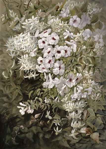 Flower Painting Pandorea Jasminoides and Clematis Aristata, c.1887 - view 1