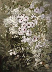 Flower Painting Pandorea Jasminoides and Clematis Aristata, c.1887 by Marian Ellis Rowan