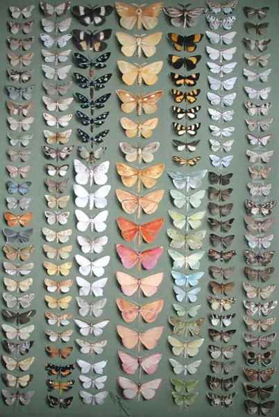 One Hundred and Fifty-eight Butterflies - view 1