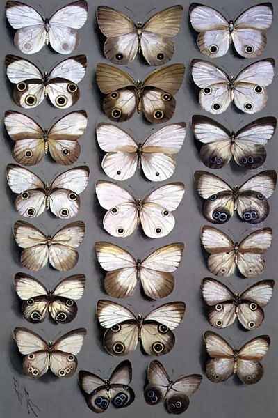 Papuan Butterflies 2, 1917-1918 - view 1