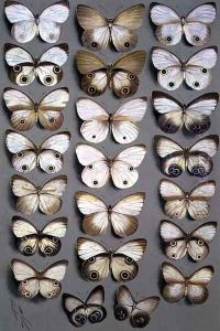 Papuan Butterflies 2, 1917-1918 by Marian Ellis Rowan