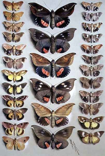 Papuan Moths, 1917-18 - view 1