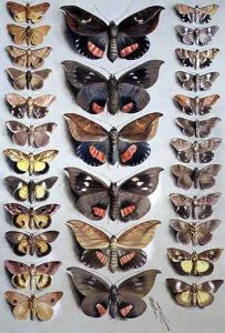 Papuan Moths, 1917-18 by Marian Ellis Rowan