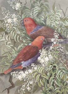 Eclectus parrot, 1917 by Marian Ellis Rowan