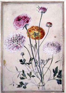 Flower Study, c.1760 by Thomas Robins