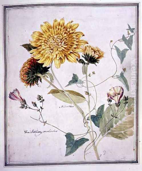 Helianthus and Convolvulus - view 1