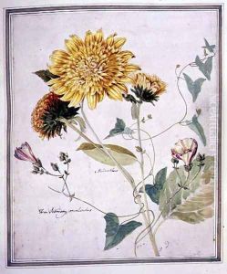 Helianthus and Convolvulus by Thomas Robins