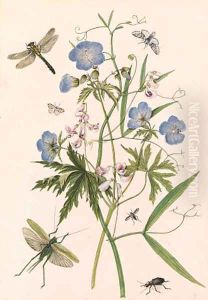 Meadow Crane's-bill, and Wild Pea with dragonflies and a stag beetle by Thomas Robins