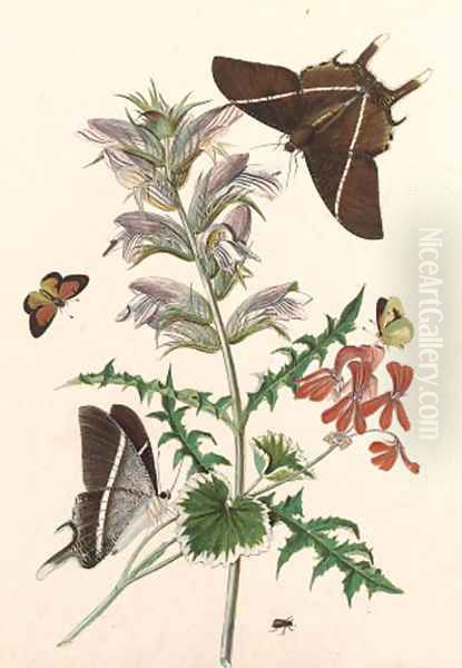 Thistle and Geranium with a Swallowtail and a Clouded Yellow - view 1
