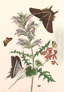 Thistle and Geranium with a Swallowtail and a Clouded Yellow by Thomas Robins