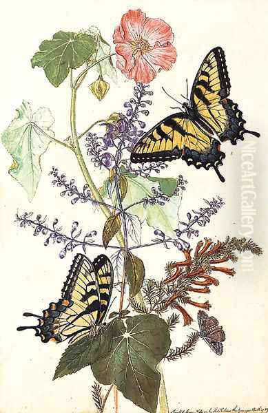 A study of Woolley Sida Sida Americana - view 1