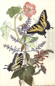 A study of Woolley Sida Sida Americana by Thomas Robins