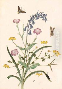 Bluebell and Lychnis with a Hawk moth by Thomas Robins