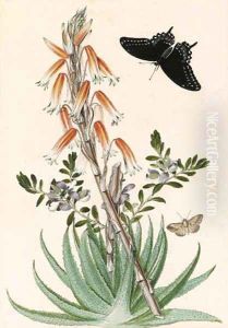 Echeveria setosa with a Swallowtail by Thomas Robins