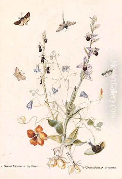 Hairbell, Fly Orchid, Bee Orchid and Nasturtium with moths - view 1