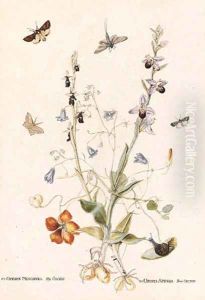 Hairbell, Fly Orchid, Bee Orchid and Nasturtium with moths by Thomas Robins