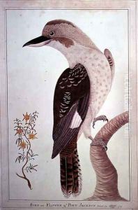 Laughing Kookaburra, from Birds and Flowers of Port Jackson, 1789