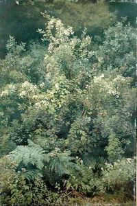 Hops and Ferns in Woodland, 1870 by Valentin Ruths