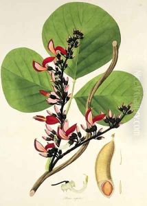 Butea Superba, illustration from Plants of the Coromandel Coast, 1795 by William Roxburgh
