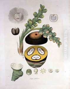 Borassus flabelliformis Palmaira tree illustration from Plants of the Coromandel Coast, 1795 by William Roxburgh