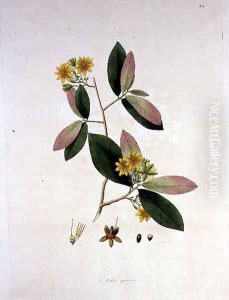 Ochna squarrosa, illustration from The Plants of the Coromandel Coast, 1795 Ochna squarrosa, illustration from The Plants of the Coromandel Coast, 1795