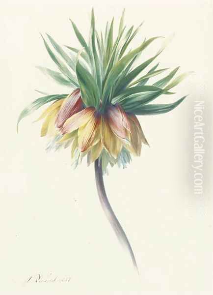 Fritillaria imperialis (Crown Imperial) - view 1