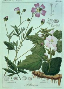 Althaea officinalis Marsh Mallow plate 173, illustration from Icones Florae Germanicae Helveticae..., Tom 5, 1844 by Heinrich Gottlieb Ludwig Reichenbach