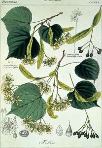 Tilia parvifolia Lime plate 311, illustration from Icones Florae Germanicae Helveticae..., 1844 by Heinrich Gottlieb Ludwig Reichenbach