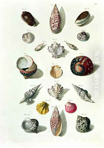 Shells, plate 1 from A Selection of Shells and Crustacea, pub. 1758 - view 1