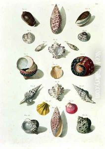 Shells, plate 1 from A Selection of Shells and Crustacea, pub. 1758