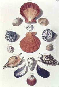 Shells, plate 4 from A Selection of Shells and Crustacea, pub. 1758