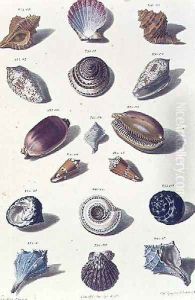 Shells, plate 6 from A Selection of Shells and Crustacea, pub. 1758