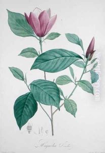 Magnolia discolor, engraved by Legrand by Redoute, Henri Joseph