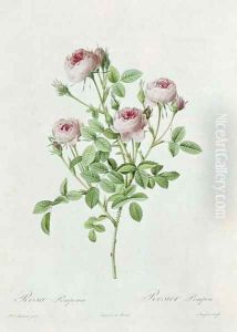 Rosa Pomponia, from Les Roses by Claude Antoine Thory 1757-1827 engraved by Eustache Hyacinthe Langlois 1777-1837 1817 by Redoute, Henri Joseph