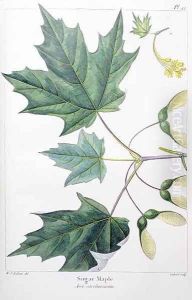Sugar Maple