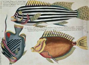 Three Fish, plate 31 from Vol 2 of Fish, Crayfish and Crabs, pub. 1754