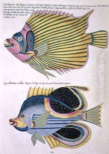 Two Fish, plate 56 from Vol 2 of Fish, Crayfish and Crabs, pub. 1754 by Renard, Louis