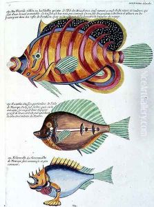 Three Fish, plate 38 from Vol 2 of Fish, Crayfish and Crabs, pub. 1754 by Renard, Louis