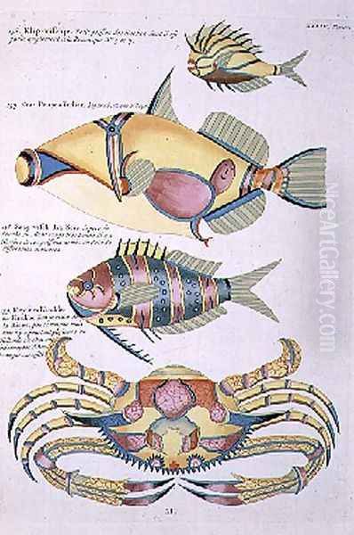Three Fish and a Crab, plate 34 from Vol 2 of Fish, Crayfish and Crabs, pub. 1754 - view 1