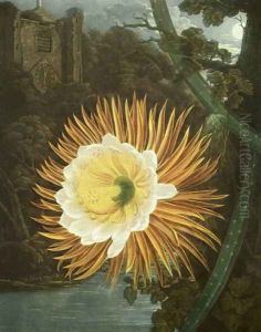 The Night Blowing Cereus or Night-flowering Cactus, engraved by Dunkarton, from The Temple of Flora by Robert Thornton, pub. 1800