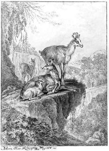 Chamois in a rocky wooded Landscape by Johann Elias Ridinger or Riedinger
