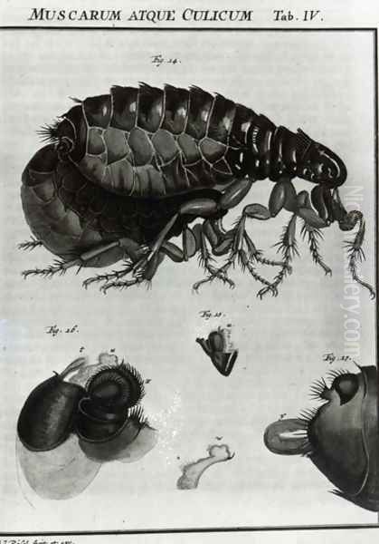 Table IV of Flies and Fleas - view 1