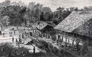 Workers on a Coffee Plantation by Reynolds, F.M.