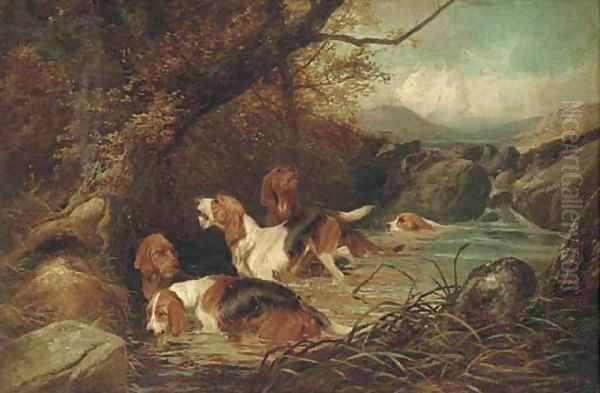 Otter hounds - view 1
